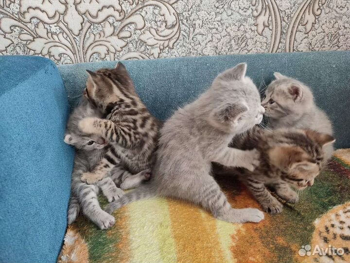 Кошки шотландцы