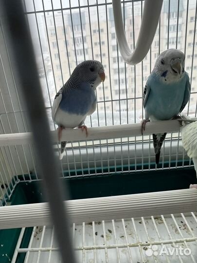 Волнистый попугай