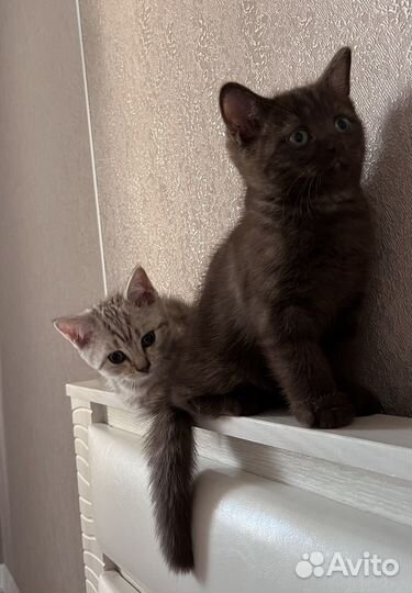 Шотланский котенок