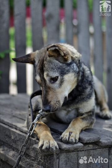 Назар в семью