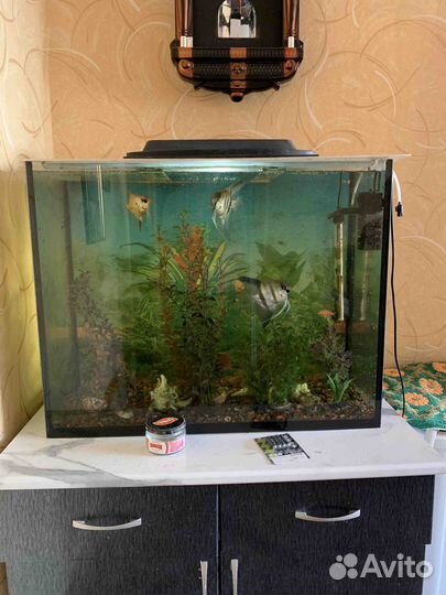 Аквариум с рыбками