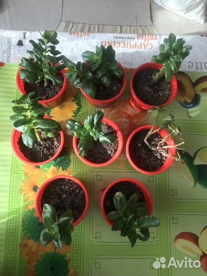 Комнатные цветы