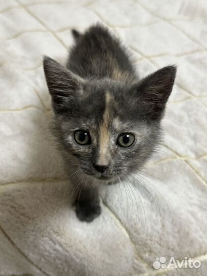 Отдам в добрые руки(девочка)