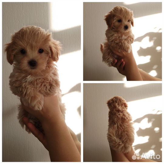 Щенки мальтипу