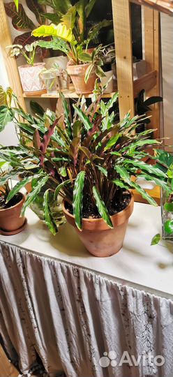 Калатея руфибарфа и фикус лирата