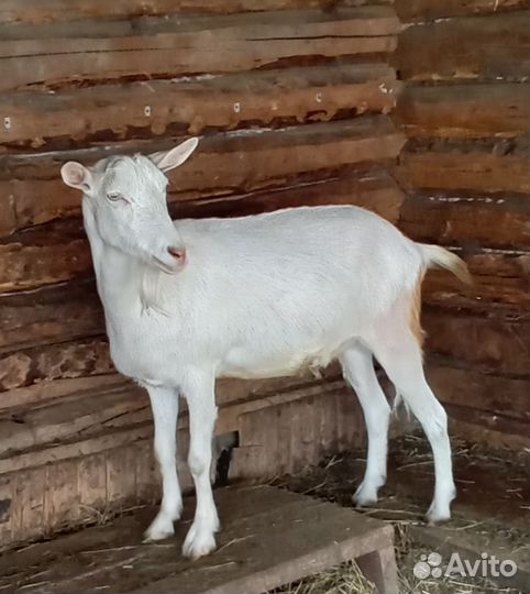 Зааненские козы