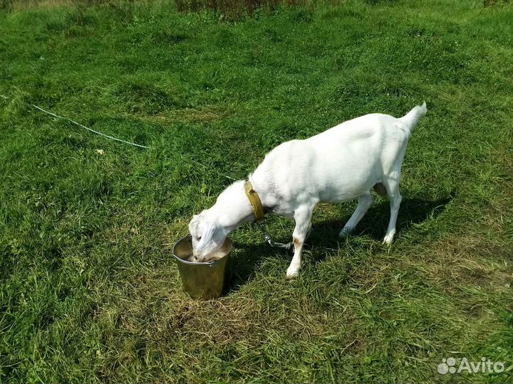 Козел на вязку