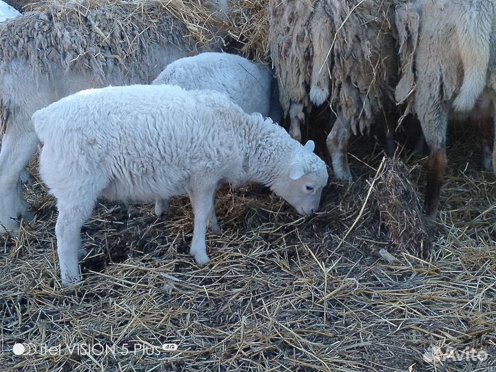 Продаю кроссов Дорпер