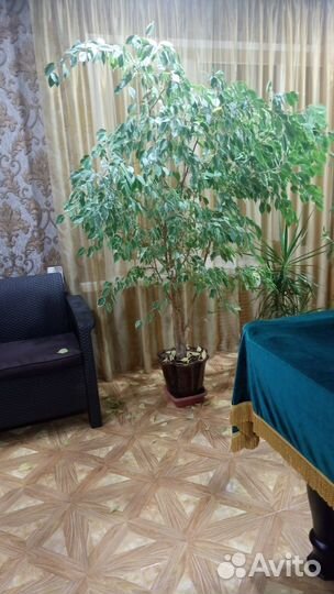 Комнатные растения цветы