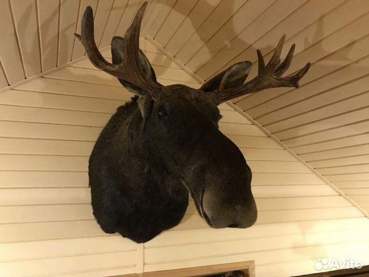 Продам чучело головы лося