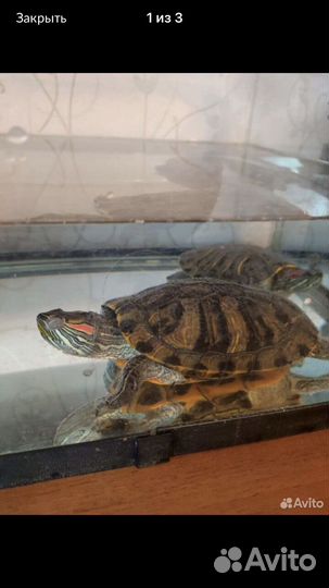 Черепаха с аквариумом бесплатно