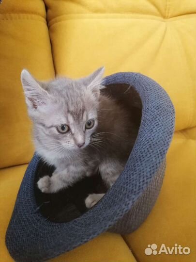 Котёнок девочка в добрые руки