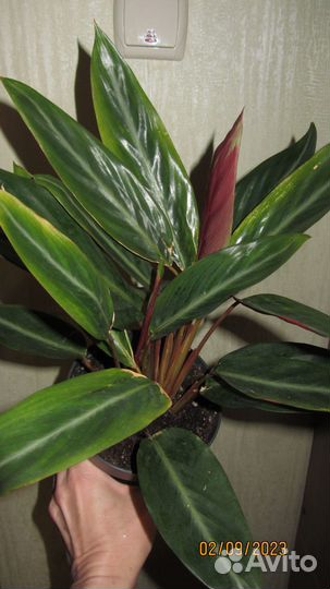 Строманта + Пеперомия