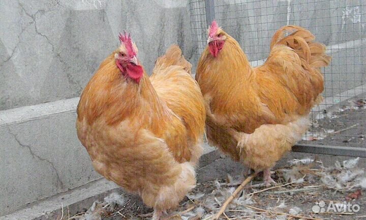 Инкубационное яйцо породы орпингтон, окрас палевый