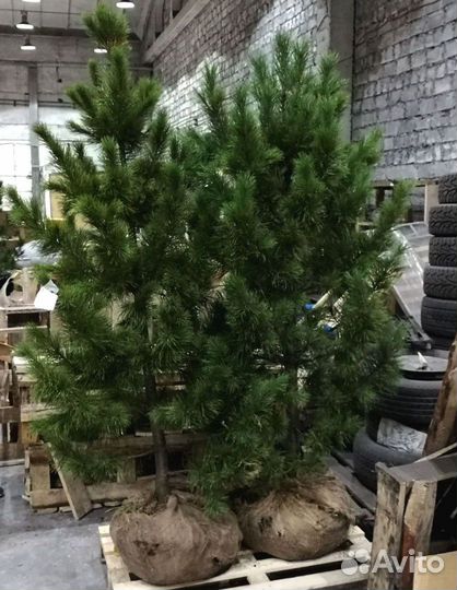 Сибирский кедр экстра класс. Саженцы