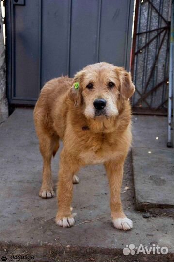 Собака в добрые руки