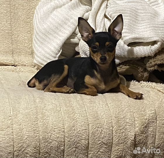 Вязка той-терьер