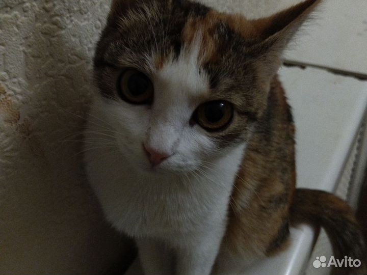 Кошка добрая :)