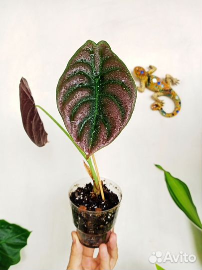 Алоказия Ред секрет/Регал Шилдс/ Лоу райдер