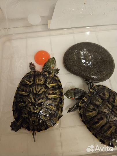 Красноухая черепаха бесплатно