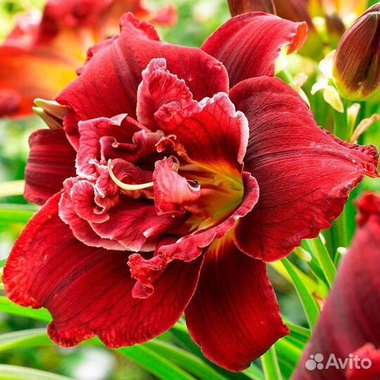 Лилейник Сортовые