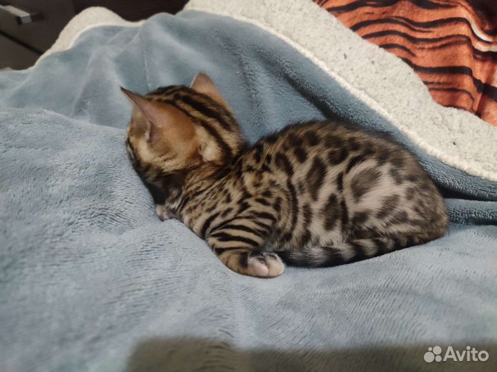 Бенгальские котята