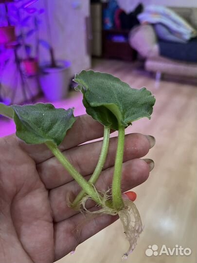 Листочки фиалки сорт Роскошь