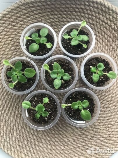 Фиалки (мини,полумини,трейлер,стандарт)