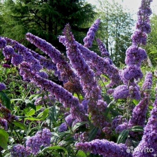 Буддлея Давида