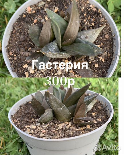 Цветы