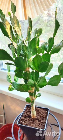 Опунция (Заячьи уши)