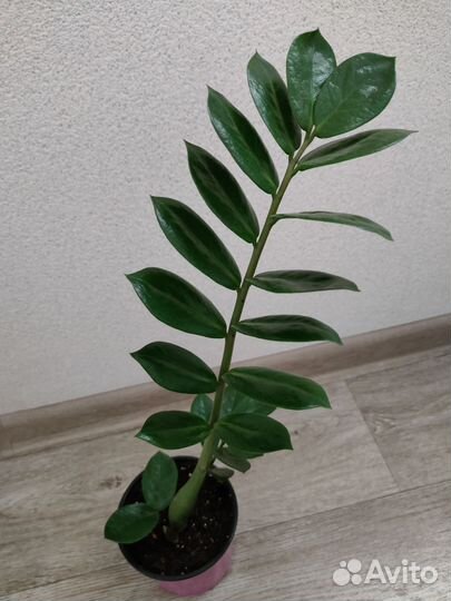 Замиокулькасы