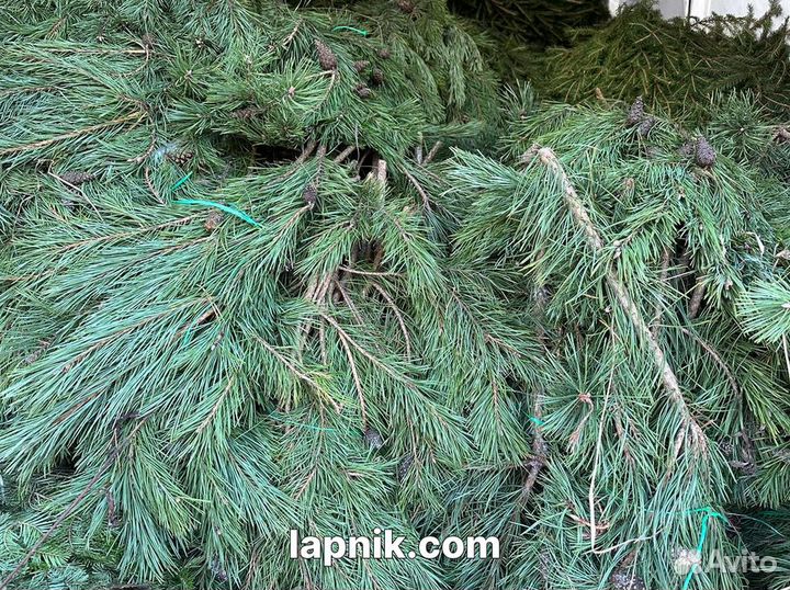 Лапник укрывной