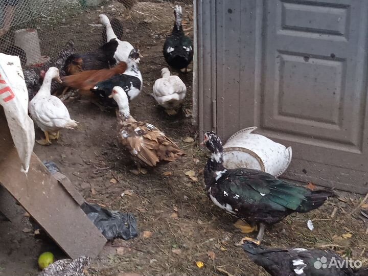 Мускусные утки