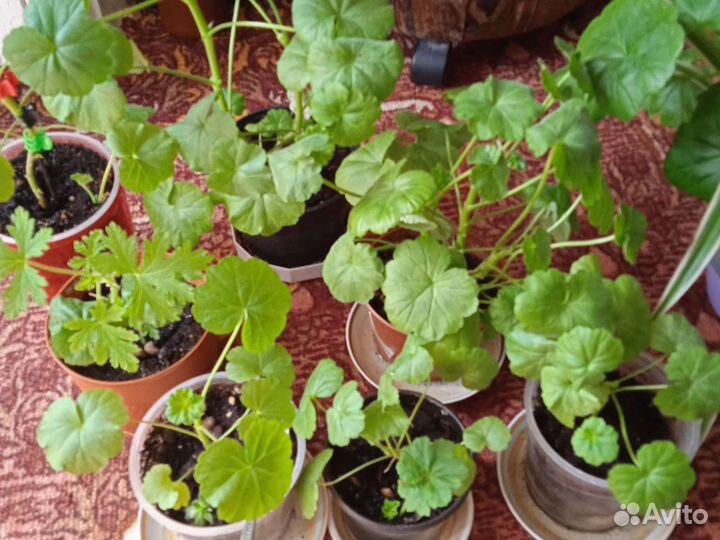 Герани и пеларгонии