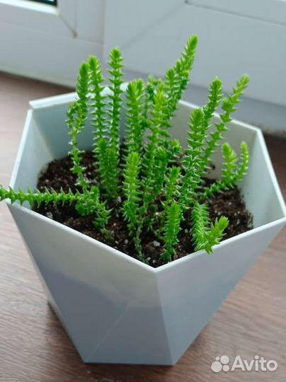 Красуала плауновидная