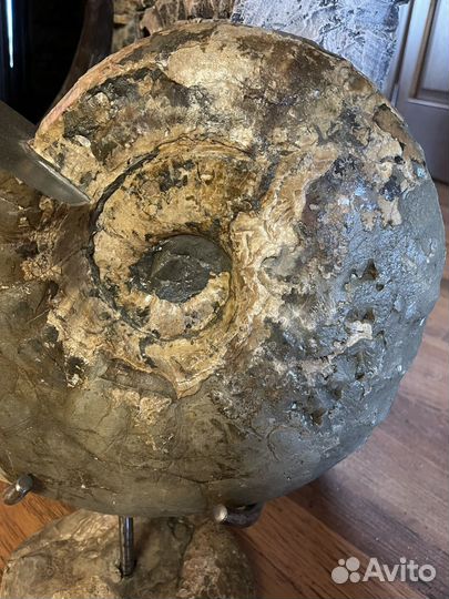 Частная коллекция. Огромный аммонит