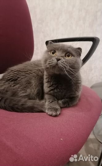 Кошку в добрые руки