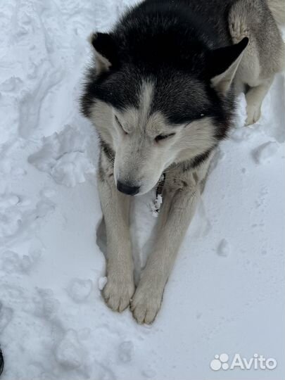 Собака в добрые руки Хаски