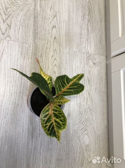 Кодиеум кротон