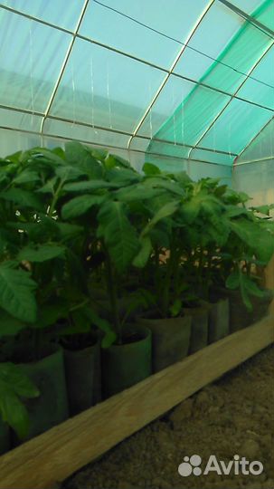 Рассада овощей