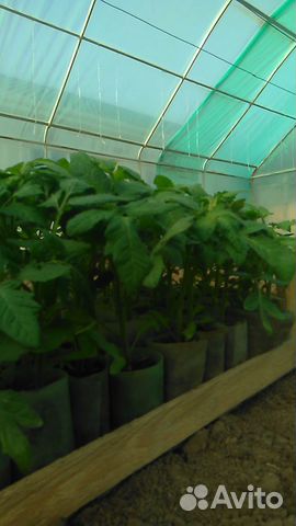 Рассада овощей