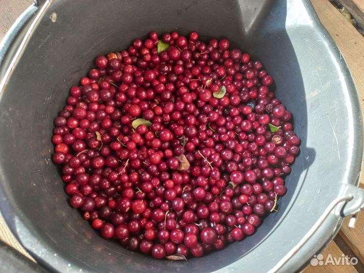 Брусника свежая