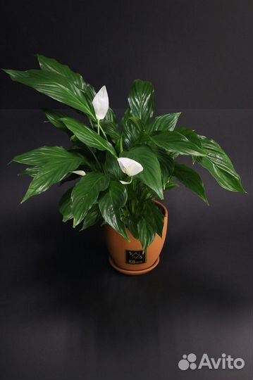 Спатифиллум. Женское счастье. Комнатные цветы