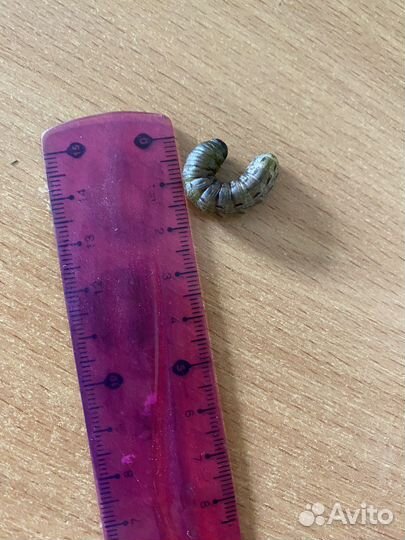 Живая гусеница обыкновенная