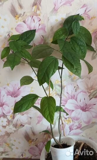 Кленодендрум Томсон и Бегония