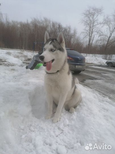 Сибирский хаски вязка