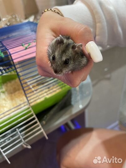 Джунгарский хомяк бесплатно