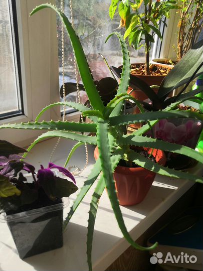 Цветы алоэ вера