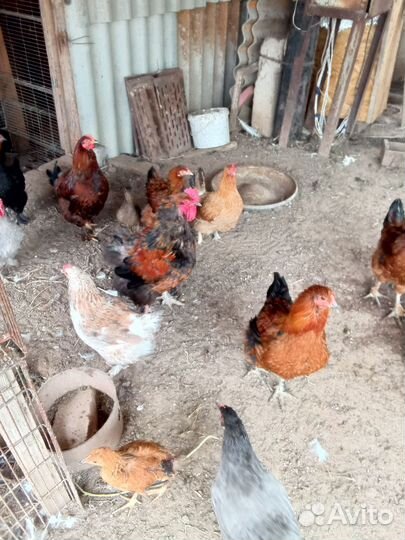 Куры и петухи брама